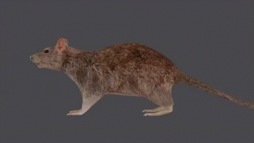 Spinning rat